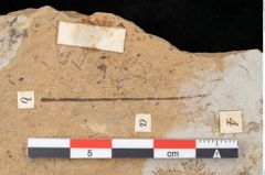 Foto (Detailansicht) von Pinus palaeostrobus Ettingshausen (NHMW-GEO-2024-0188-0213)